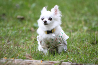 f:id:Cha-co:20111003180831j:image f:id:Cha-co:20111003180831j:image