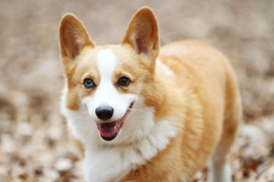 f:id:Cha-co:20111003180929j:image f:id:Cha-co:20111003180929j:image