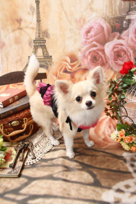 f:id:Cha-co:20111029134421j:image f:id:Cha-co:20111029134421j:image