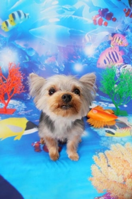f:id:Cha-co:20120608155900j:image f:id:Cha-co:20120608155900j:image