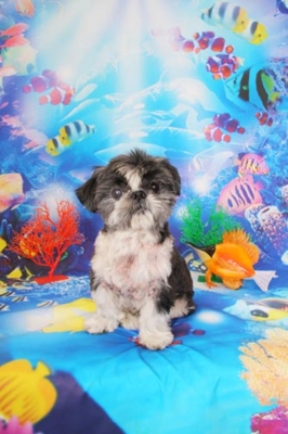 f:id:Cha-co:20120608155901j:image f:id:Cha-co:20120608155901j:image