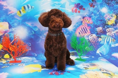 f:id:Cha-co:20120608155902j:image f:id:Cha-co:20120608155902j:image