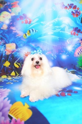 f:id:Cha-co:20120608155903j:image f:id:Cha-co:20120608155903j:image