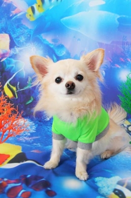 f:id:Cha-co:20120608155904j:image f:id:Cha-co:20120608155904j:image