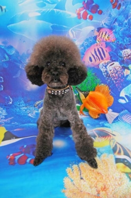 f:id:Cha-co:20120608155905j:image f:id:Cha-co:20120608155905j:image