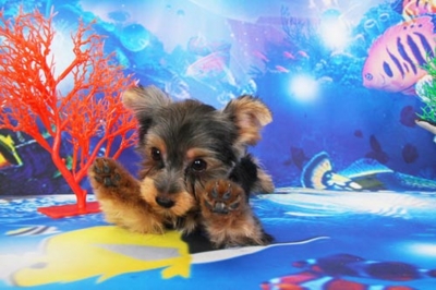 f:id:Cha-co:20120608160830j:image f:id:Cha-co:20120608160830j:image