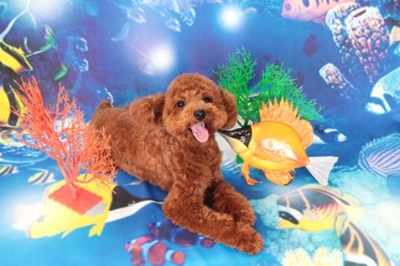 f:id:Cha-co:20120608161104j:image f:id:Cha-co:20120608161104j:image