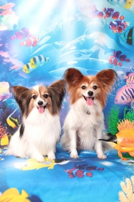 f:id:Cha-co:20120608161105j:image f:id:Cha-co:20120608161105j:image