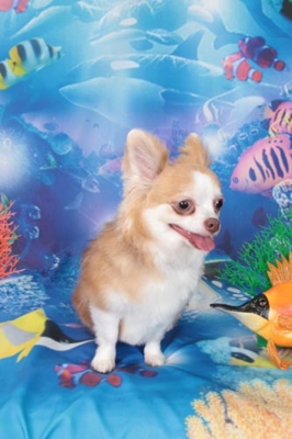 f:id:Cha-co:20120608161209j:image f:id:Cha-co:20120608161209j:image