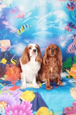 f:id:Cha-co:20120608161211j:image f:id:Cha-co:20120608161211j:image