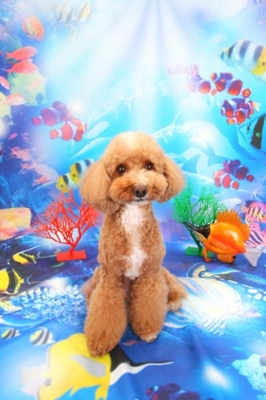 f:id:Cha-co:20120719161432j:image f:id:Cha-co:20120719161432j:image