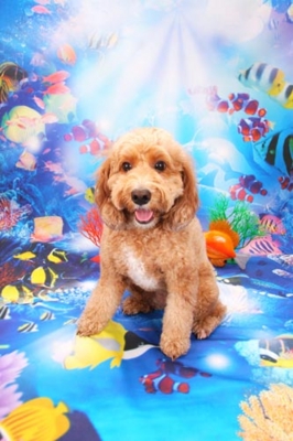 f:id:Cha-co:20120719161433j:image f:id:Cha-co:20120719161433j:image