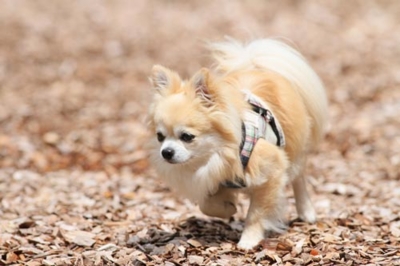 f:id:Cha-co:20120720110104j:image f:id:Cha-co:20120720110104j:image