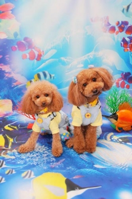 f:id:Cha-co:20120720110233j:image f:id:Cha-co:20120720110233j:image