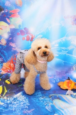 f:id:Cha-co:20120720110538j:image f:id:Cha-co:20120720110538j:image