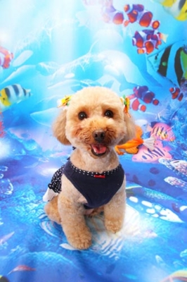 f:id:Cha-co:20120720110539j:image f:id:Cha-co:20120720110539j:image