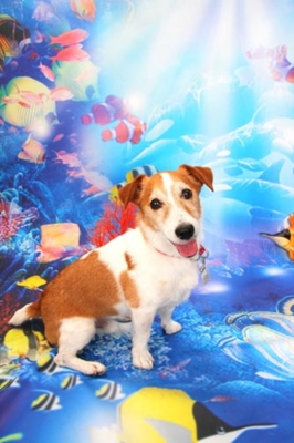 f:id:Cha-co:20120720110540j:image f:id:Cha-co:20120720110540j:image