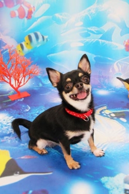 f:id:Cha-co:20120720111017j:image f:id:Cha-co:20120720111017j:image