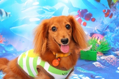f:id:Cha-co:20120720111019j:image f:id:Cha-co:20120720111019j:image