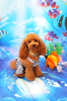 f:id:Cha-co:20120720112354j:image f:id:Cha-co:20120720112354j:image