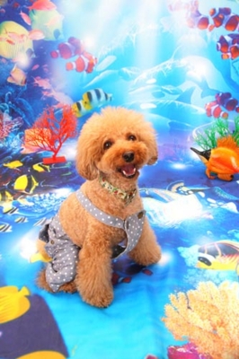 f:id:Cha-co:20120720112355j:image f:id:Cha-co:20120720112355j:image