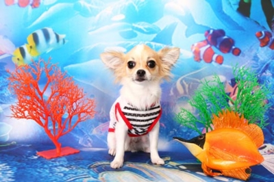 f:id:Cha-co:20120904182743j:image f:id:Cha-co:20120904182743j:image