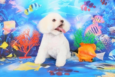 f:id:Cha-co:20120904182752j:image f:id:Cha-co:20120904182752j:image