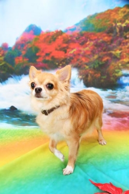f:id:Cha-co:20120927112428j:image f:id:Cha-co:20120927112428j:image