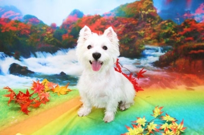 f:id:Cha-co:20120927112432j:image f:id:Cha-co:20120927112432j:image