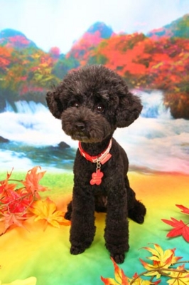 f:id:Cha-co:20120927112853j:image f:id:Cha-co:20120927112853j:image