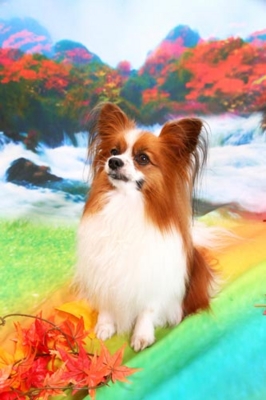 f:id:Cha-co:20120927112856j:image f:id:Cha-co:20120927112856j:image
