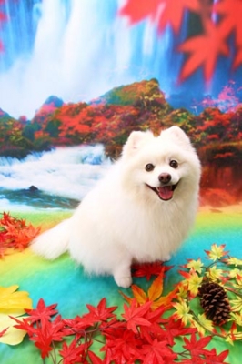 f:id:Cha-co:20120927112902j:image f:id:Cha-co:20120927112902j:image