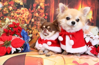 f:id:Cha-co:20121116151231j:image f:id:Cha-co:20121116151231j:image