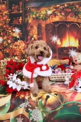 f:id:Cha-co:20121116151801j:image f:id:Cha-co:20121116151801j:image