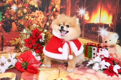 f:id:Cha-co:20121116151806j:image f:id:Cha-co:20121116151806j:image