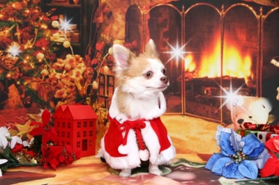 f:id:Cha-co:20121116151808j:image f:id:Cha-co:20121116151808j:image