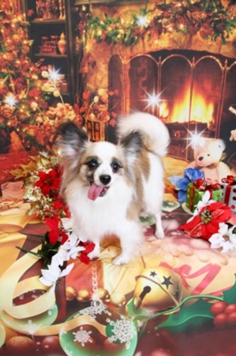 f:id:Cha-co:20121116151809j:image f:id:Cha-co:20121116151809j:image