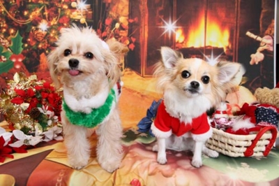 f:id:Cha-co:20121116152535j:image f:id:Cha-co:20121116152535j:image