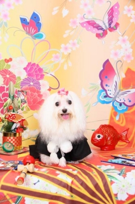 f:id:Cha-co:20121116152536j:image f:id:Cha-co:20121116152536j:image