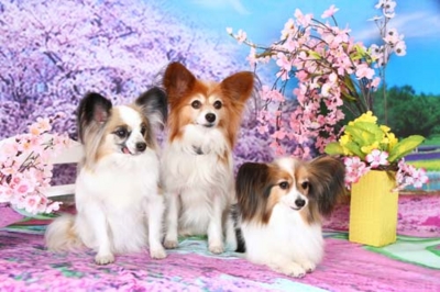 f:id:Cha-co:20130322162308j:image f:id:Cha-co:20130322162308j:image