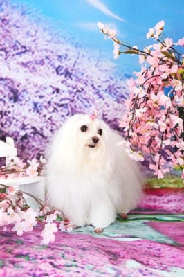 f:id:Cha-co:20130322162314j:image f:id:Cha-co:20130322162314j:image