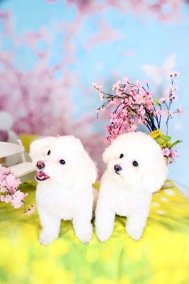 f:id:Cha-co:20130322162825j:image f:id:Cha-co:20130322162825j:image