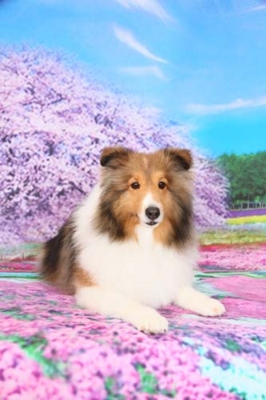 f:id:Cha-co:20130322163417j:image f:id:Cha-co:20130322163417j:image