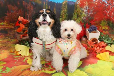f:id:Cha-co:20141001152959j:image f:id:Cha-co:20141001152959j:image