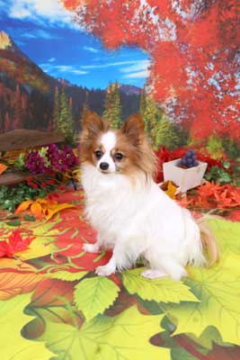 f:id:Cha-co:20141001153808j:image f:id:Cha-co:20141001153808j:image