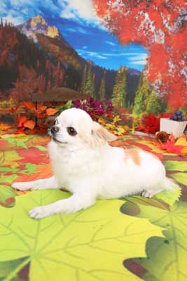 f:id:Cha-co:20141001153809j:image f:id:Cha-co:20141001153809j:image