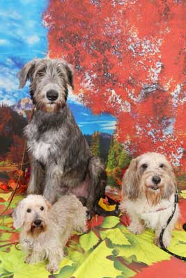 f:id:Cha-co:20141001153811j:image f:id:Cha-co:20141001153811j:image