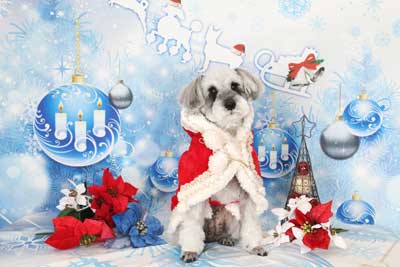 f:id:Cha-co:20141120171919j:image f:id:Cha-co:20141120171919j:image