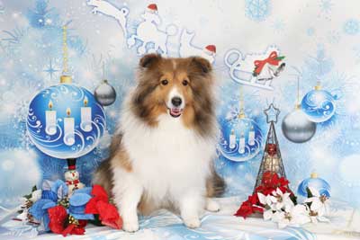 f:id:Cha-co:20141120172323j:image f:id:Cha-co:20141120172323j:image