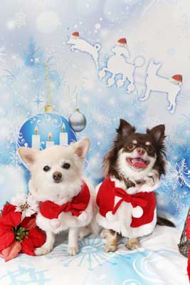 f:id:Cha-co:20141120172327j:image f:id:Cha-co:20141120172327j:image
